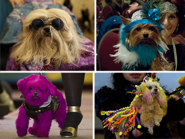 Dogs, cats, chickens strut their stuff for New York Pet Fashion Show