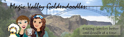 Our new Goldendoodle website!                                            Click the picture to enter