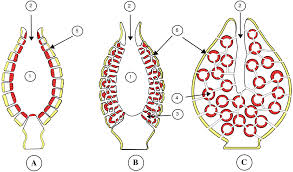 58 Gambar Struktur Tubuh Hewan Porifera HD Terbaru