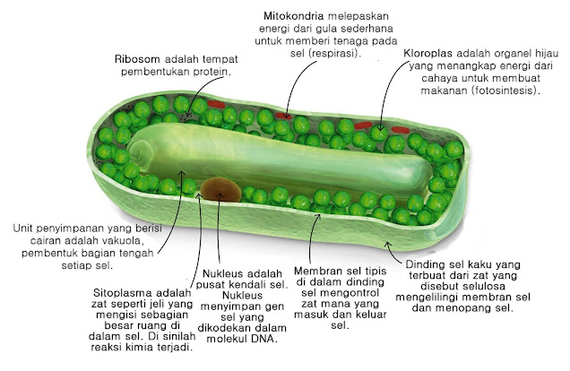 Info Gambar:   Ribosom adalah tempat pembentukan protein.   Mitokondria melepaskan energi dari gula sederhana untuk memberi tenaga pada sel (respirasi).   Kloroplas adalah organel hijau yang menangkap energi dari cahaya untuk membuat makanan (fotosintesis).   Unit penyimpanan yang berisi cairan adalah vakuola, pembentuk bagian tengah setiap sel.   Sitoplasma adalah zat seperti jeli yang mengisi sebagian besar ruang di dalam sel. Di sinilah reaksi kimia terjadi.   Nukleus adalah pusat kendali sel. Nukleus menyimpan gen sel yang dikodekan dalam molekul DNA.   Membran sel tipis di dalam dinding sel mengontrol zat mana yang masuk dan keluar sel.   Dinding sel kaku yang terbuat dari zat yang disebut selulosa mengelilingi membran sel dan menopang sel.