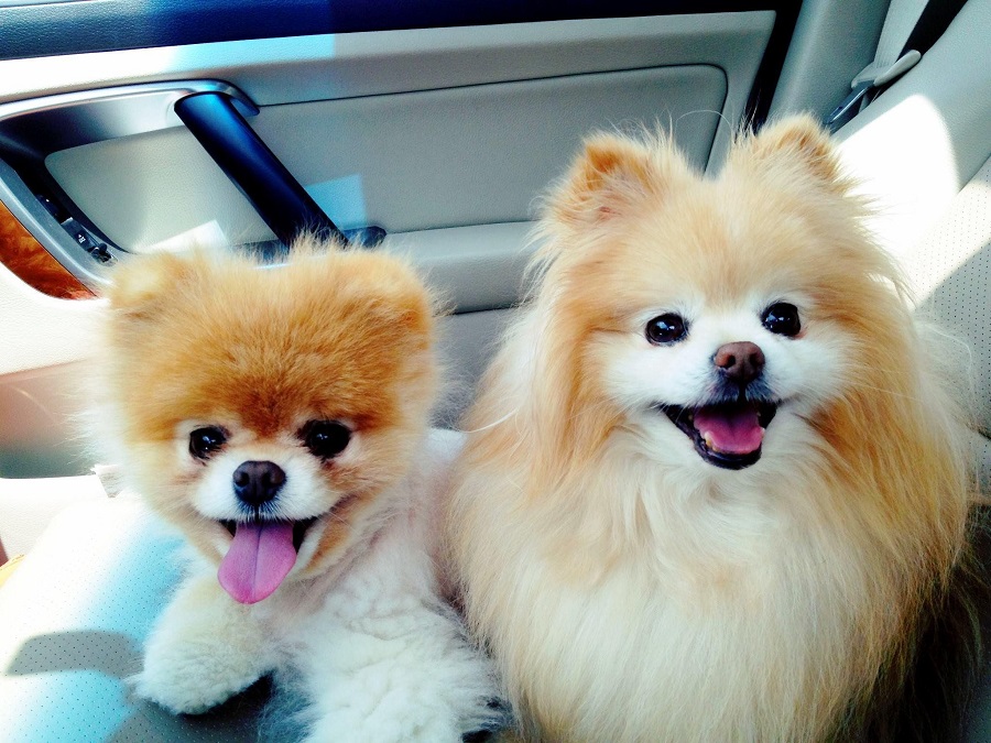 Dünyanın En Sevimli Köpeği Pomeranian Boo