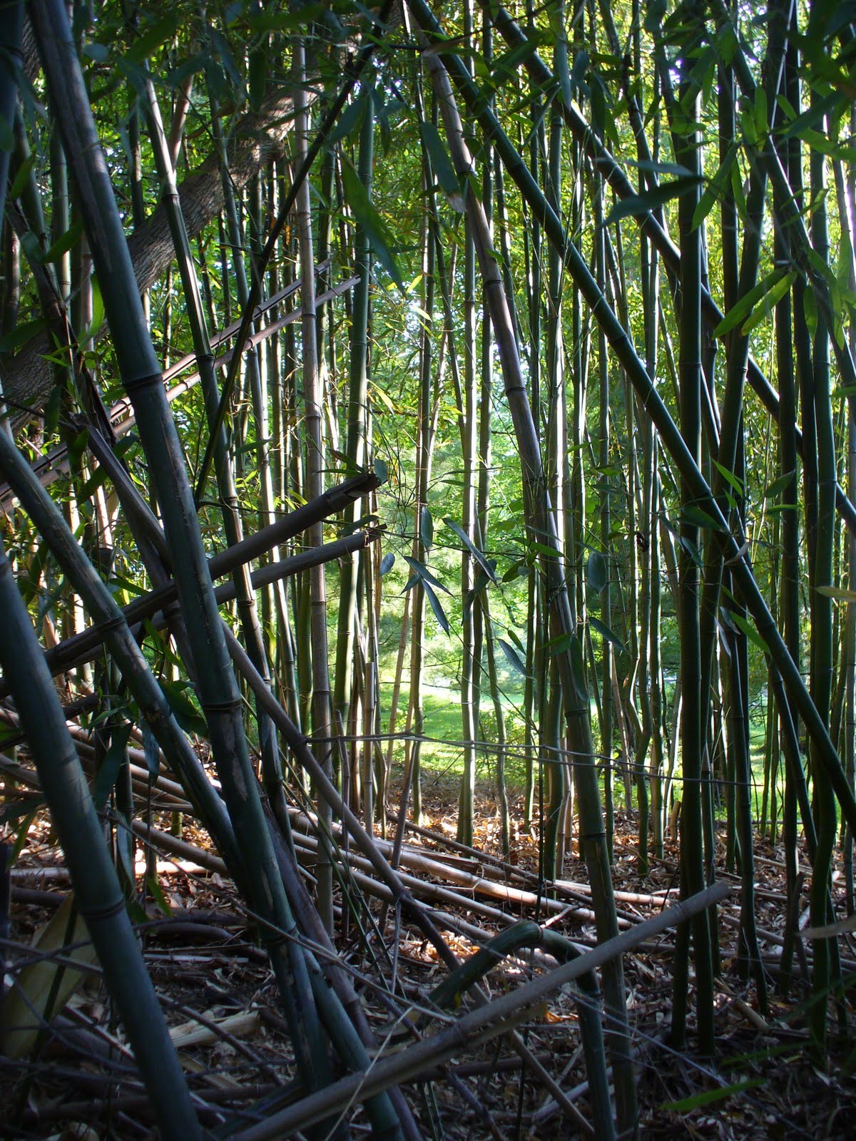 Create. What to do with Dead Bamboo?