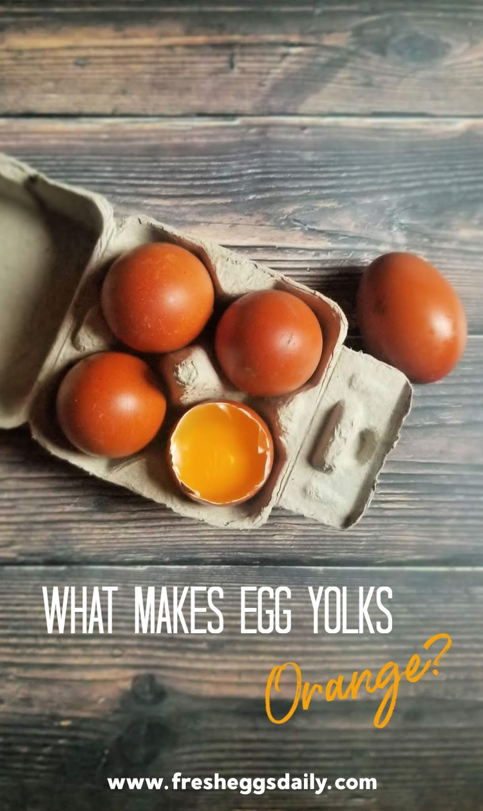 What Makes Egg Yolks Orange? Fresh Eggs Daily® with Lisa Steele