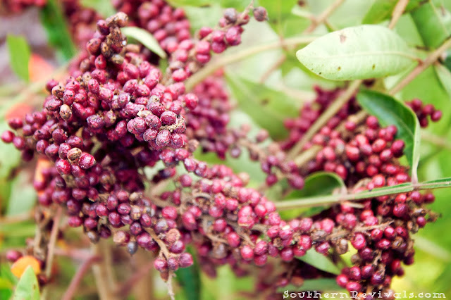 Southern Revivals | How to Create Stunning Fall & Winter Arrangements for Free