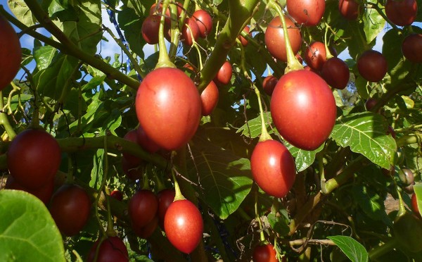 tree tomato farming in kenya