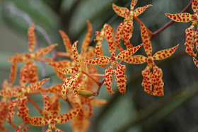 Renanthera monachica care and culture