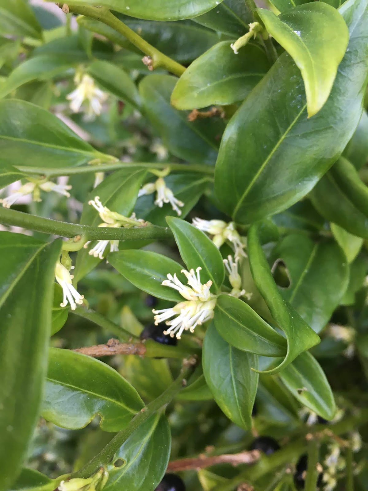 The Outlaw Gardener In A Vase On Monday Winter Incense