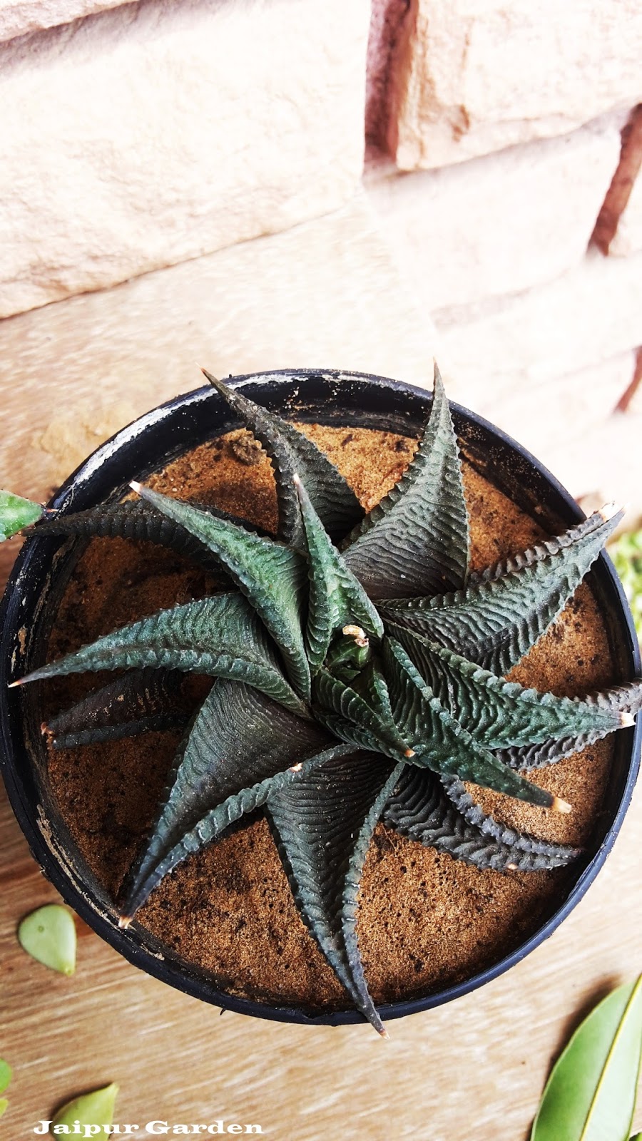 Jaipur Garden Cactus & Succulents collection