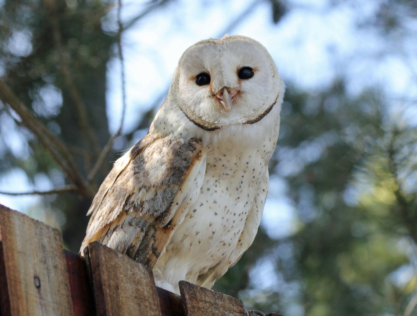 Barn Owl Amazing Animal Basic Facts & Pictures Animals Lover