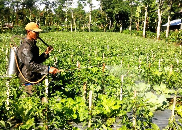 Sebagai besar penduduk di kawasan asia tenggara bermata pencaharian sebagai