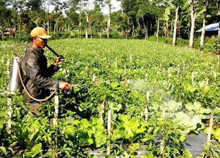 Mata Pencaharian Negara di Asia Tenggara Bidang Pertanian