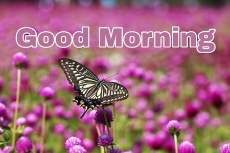 Share chat Good morning images Share chat Good morning images