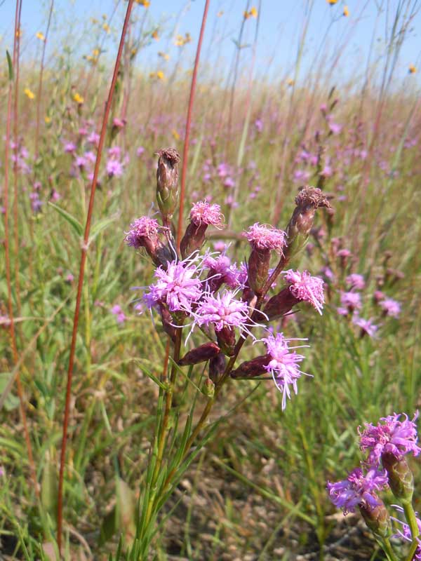 Tom's Blog Outstanding blazing star populations at Black Earth