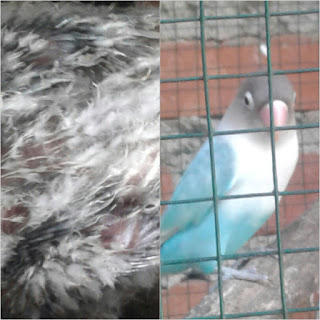 Begini Cara Mengetahui Warna Anakan Lovebird Umur Kurang Dari 2