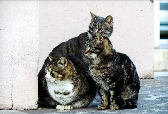 gatos colonia congatos congatosloloco colonia felina frágiles