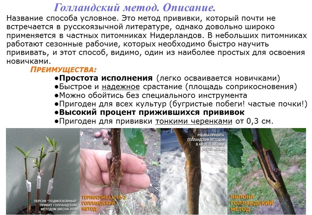 окулировка черешни. прививка дерева с помощью дрели. плюсы вакцинации. легкая прививка. прививка винограда.