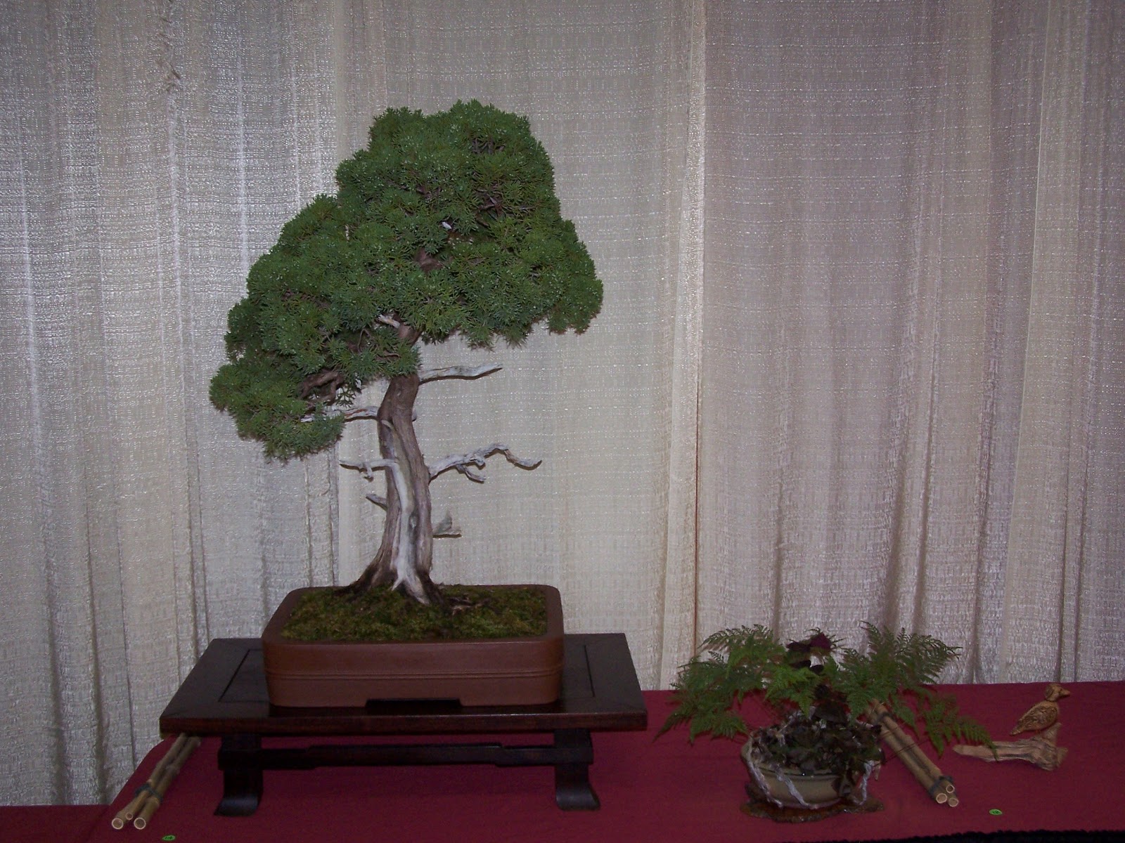 The Bonsai Society of South Jersey