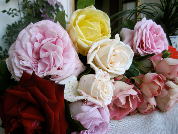 Lavanda & Rose: Le rose che colsi....