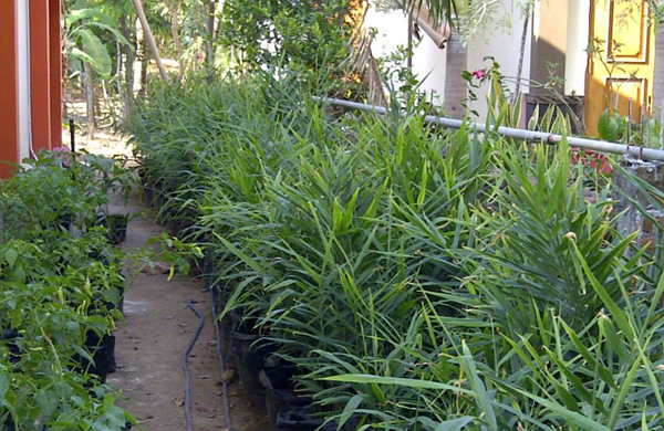 20+ Cara Membuat Serbuk Jahe Merah Gif