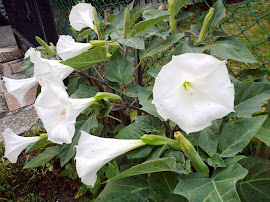 Fiori della Luna o della Notte