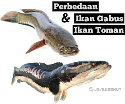 perbedaan ikan gabus dan ikan toman