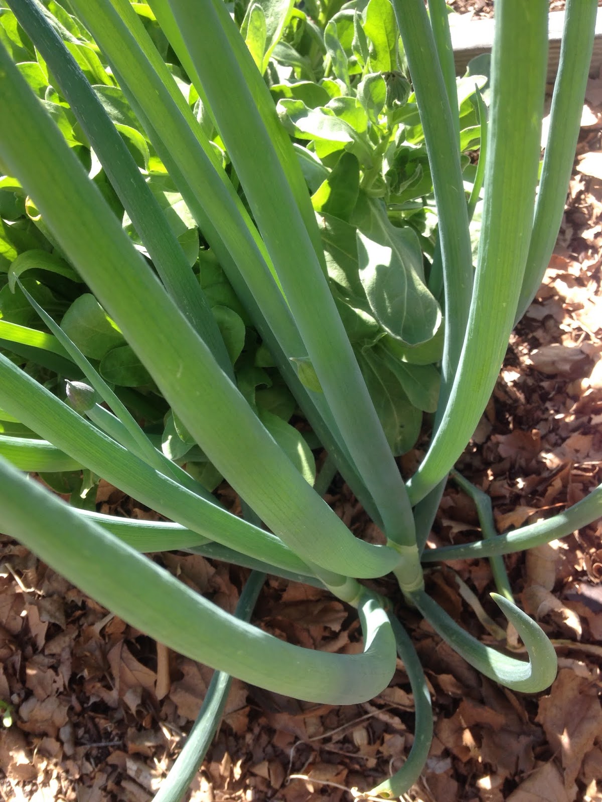 Welsh Onions the inside story