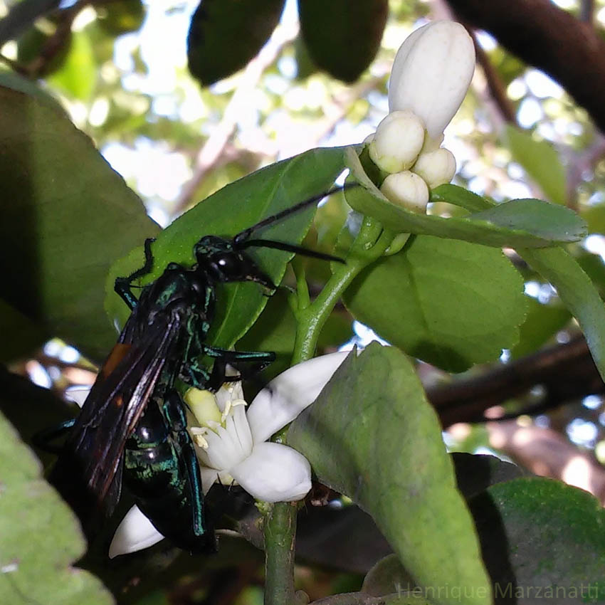 Insetologia - Identificação de insetos: Vespa Caçadora de Aranhas em Goiás