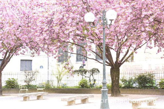 Ciri Ciri Pohon Wisata Bunga Sakura
