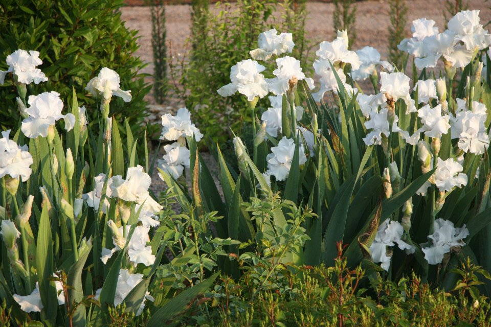 GartendekoBlog Weißer Garten