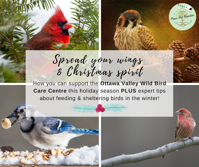 Paws for Reaction Holiday help Ways to help wild birds find food