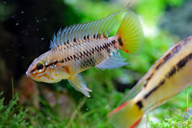 WF1 Apistogramma Viejita from Puerto Gaitán