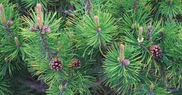 Ciri Ciri Pohon Pinus Gunung Pinus Mugo Di Alam Liar Ciriciripohon Com