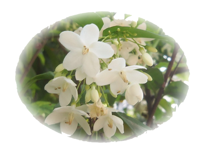 โมก : หอมละมุนกรุ่นเสน่ห์ทั้ง วงศ์วาน ~ ดอกไม้ให้คุณ [Flowers in ... โมก : หอมละมุนกรุ่นเสน่ห์ทั้ง วงศ์วาน ~ ดอกไม้ให้คุณ [Flowers In ...