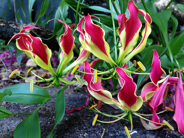 Close up of the red and yellow flowers of the Glory Lily - Gloriosa rothschildiana