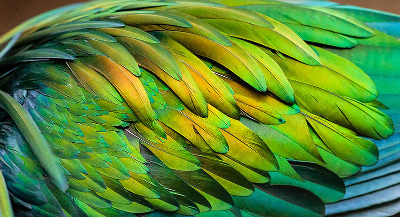 Nicobar Pigeon, The closest relative of the extinct dodo birds, Colorful Pigeon, closest living relative, nicobar pigeon relate to the dodo