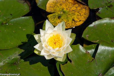 Powsin ogród botaniczny PAN rośliny kwitnące lilie wodne