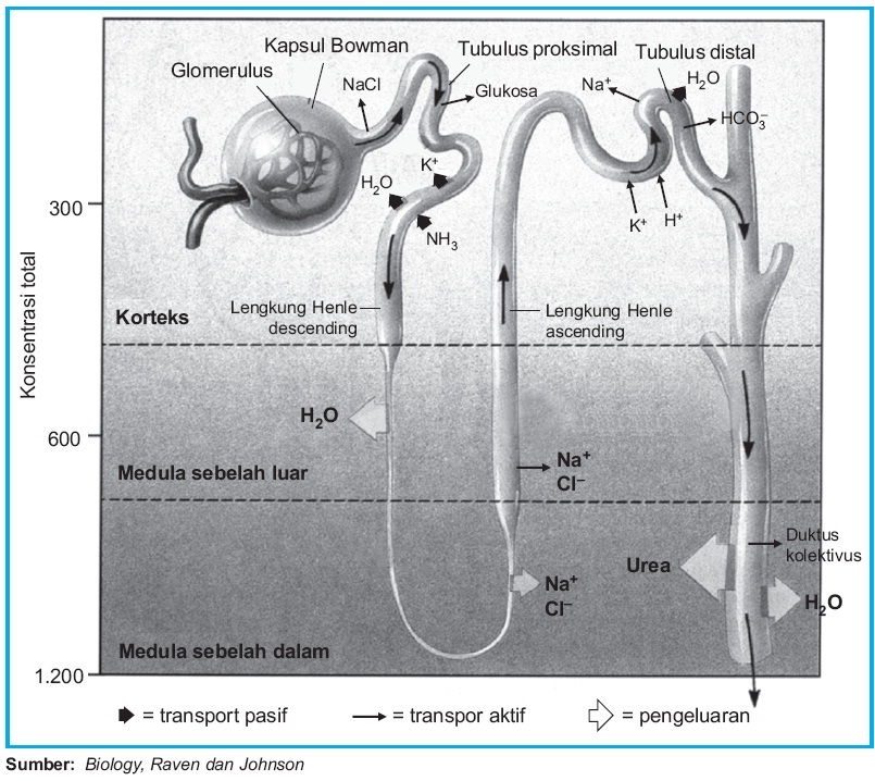 Proses Pembentukan Urine pada Ginjal Manusia