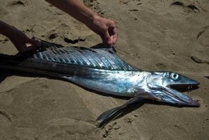 10 Ikan Langka Di Dunia Terancam Punah