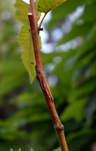 chestnut graft