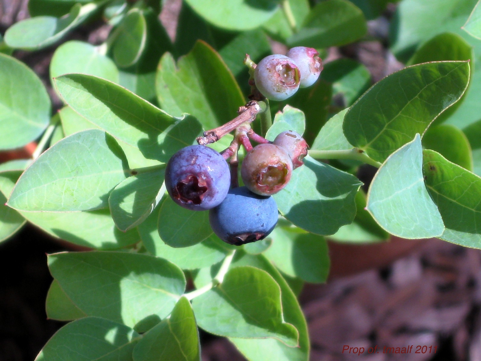 Two Men and a Little Farm HOUSTON, WE HAVE BLUEBERRIES
