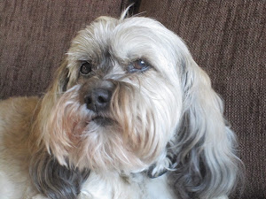 Adventure Animals - 1st place