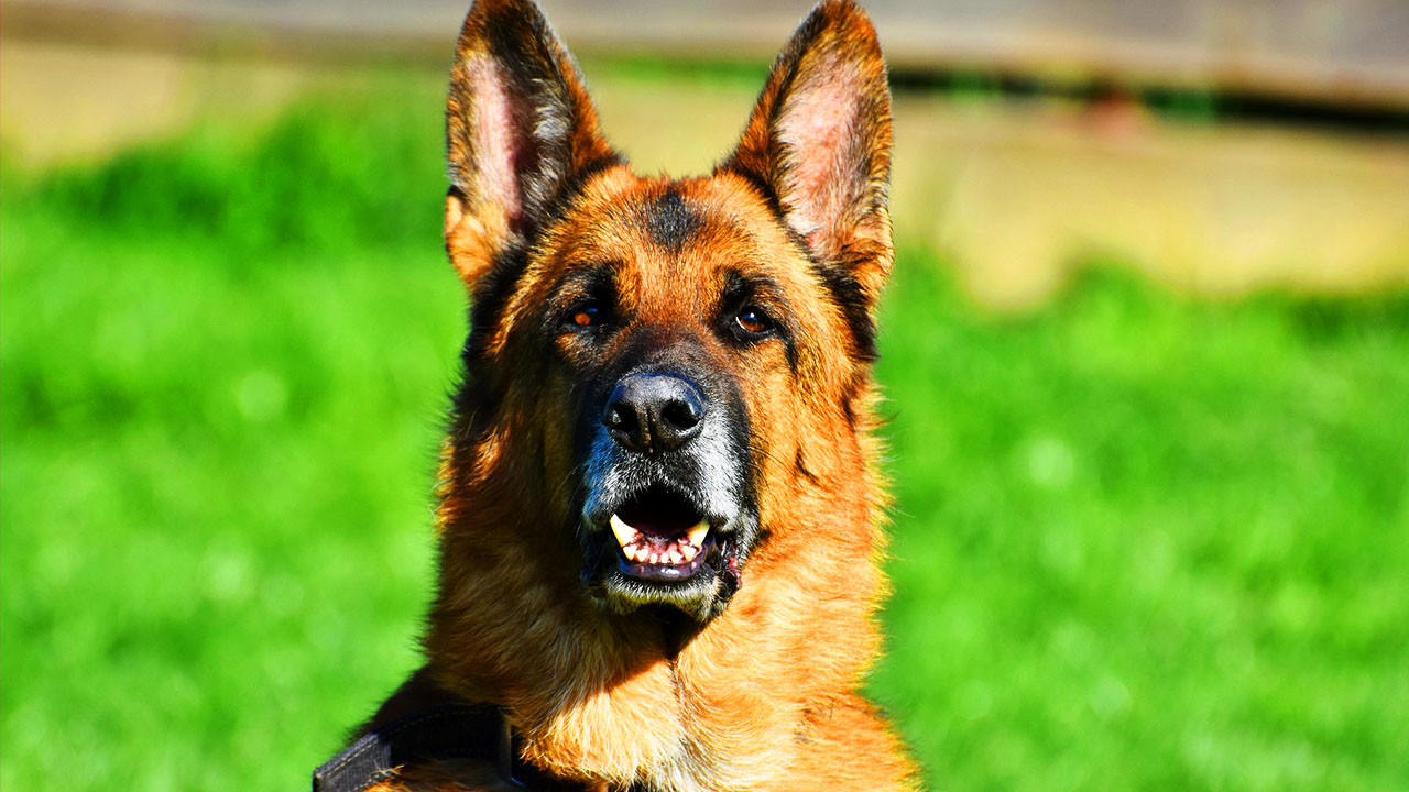 Quand Les Oreilles Du Berger Allemand Se Lèverontelles ? Berger Allemand