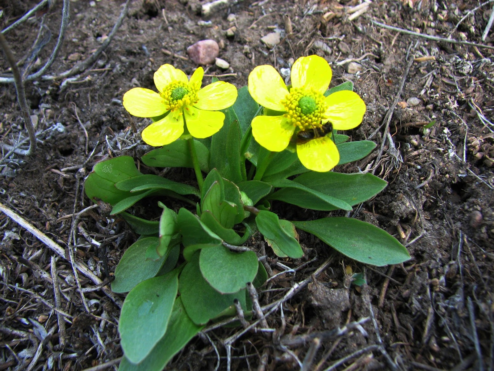 Sagebrush Buttercup