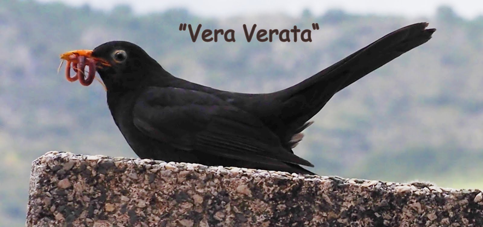            Veraverata. La Vera. Extremadura