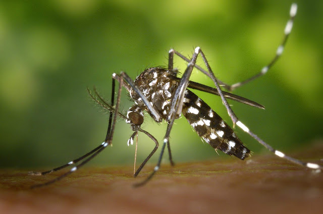 Epidemia de dengue preocupa população de Nova Cantu