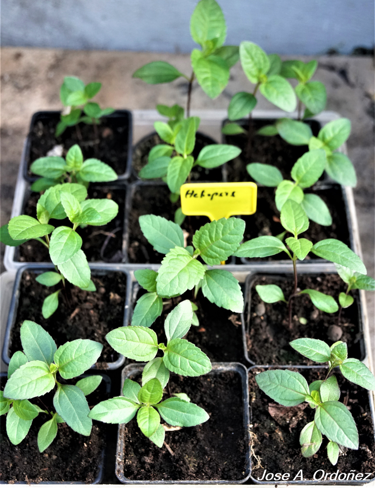 El Jardín de la Barrosa: Germinando semillas de Plantas Vivaces de