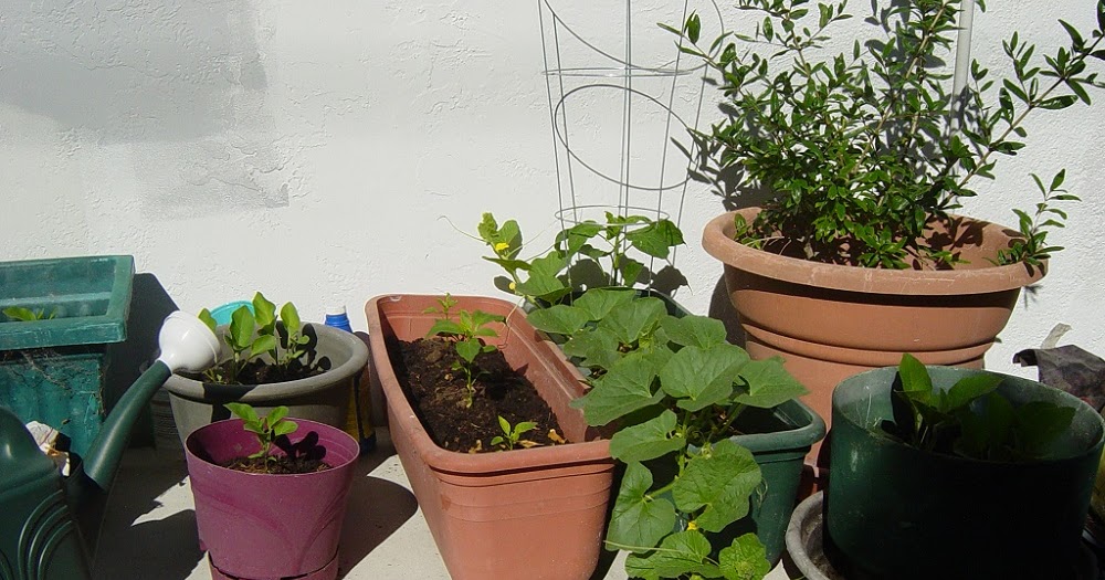 Food Medicine: Preparing your garden/planters