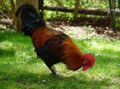 Ayam Black Copper Maran