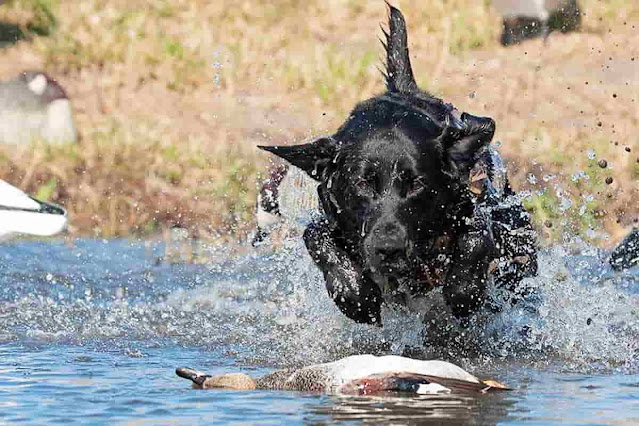 bilden Sie Ihren Labrador zum Jagdhund aus