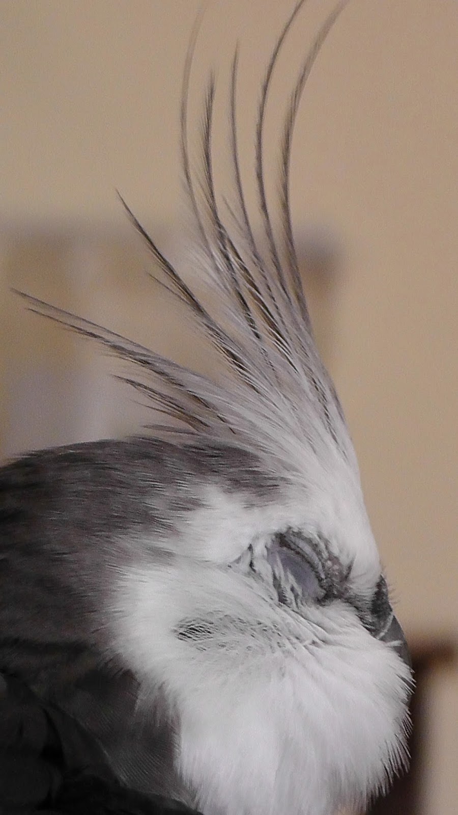 Cockatiel Feeding During Molt 73